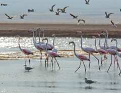 Eilat- Flamingos