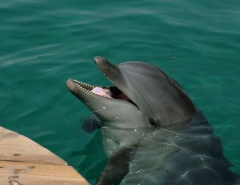 Eiat- Dolphin